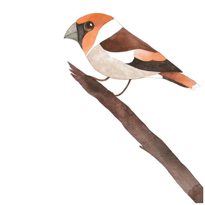 matt sewell hawfinch bobble hat from Silverstick