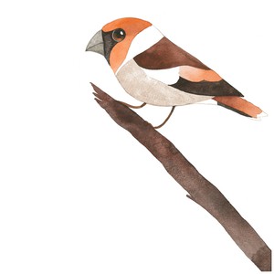 matt sewell hawfinch bobble hat from Silverstick