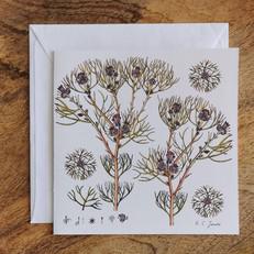Single Fynbos Greeting Card via Urbankissed
