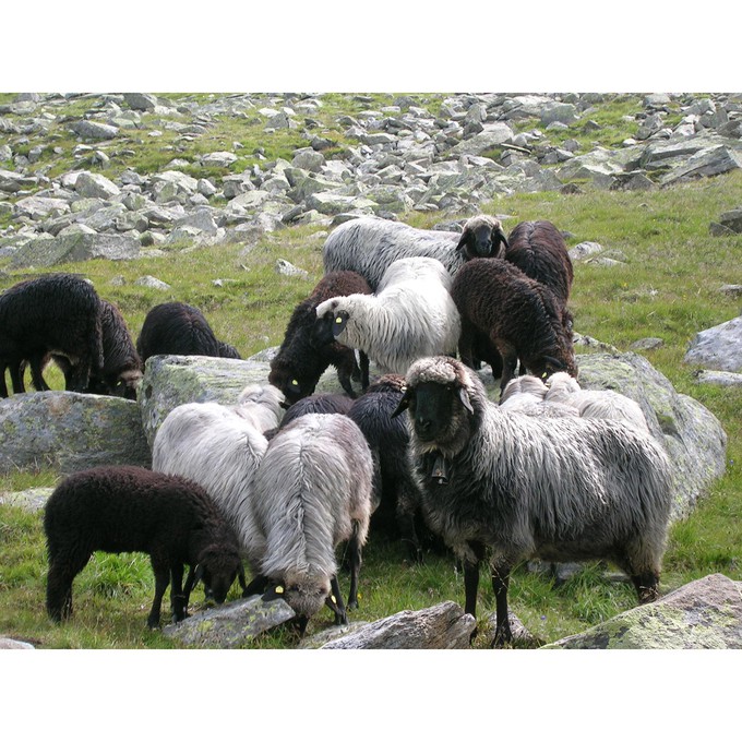 Hausschuh aus Wollfilz TIROLER STEINSCHAF, taupe from Waschbär