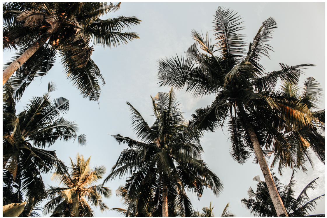 Das Problem mit Palmöl (und warum Boykottieren nicht unbedingt besser ist)