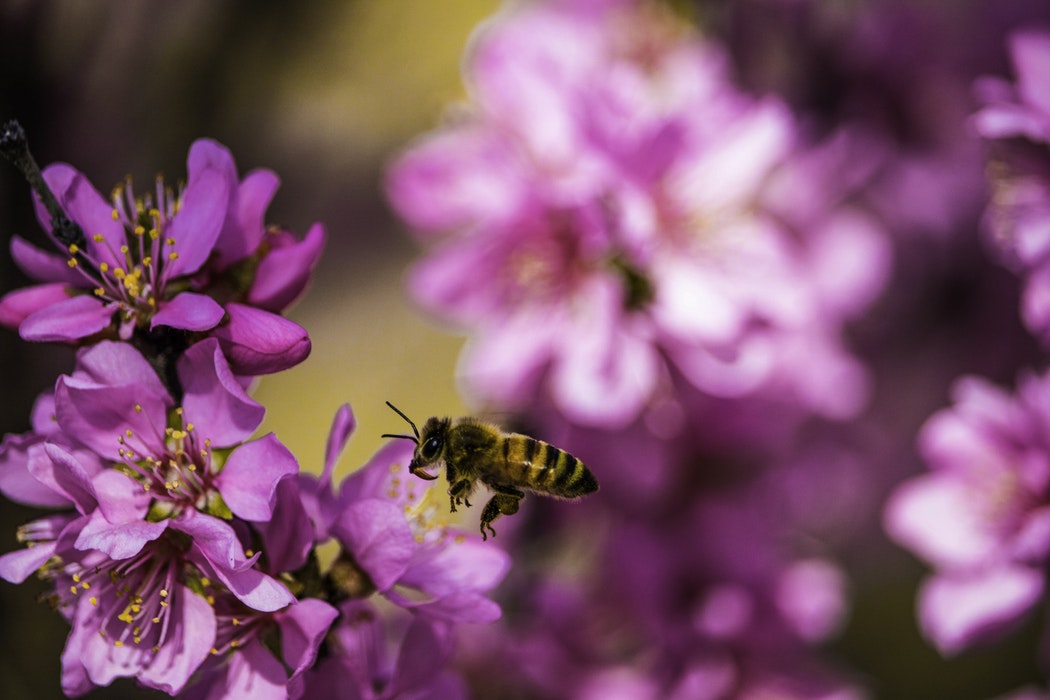 So hältst du Insekten mit umweltfreundlichen Methoden in Schacht